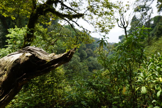 2021年大雪山秋茶季探尋神秘的古樹群落!