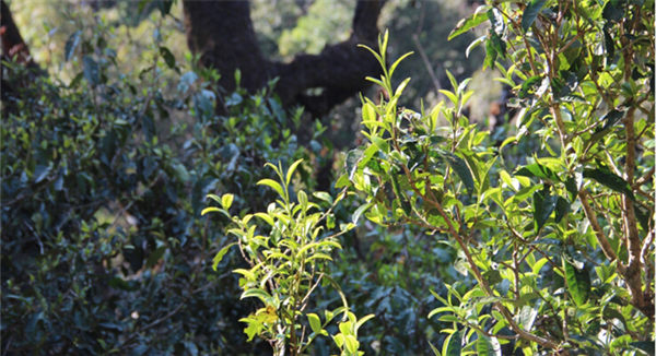 2021大雪山古樹秋茶香甜順滑！