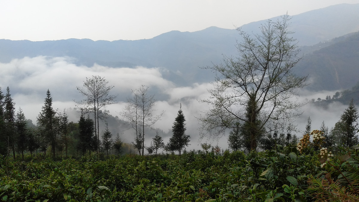 2021年大雪山古樹秋茶價格是多少？