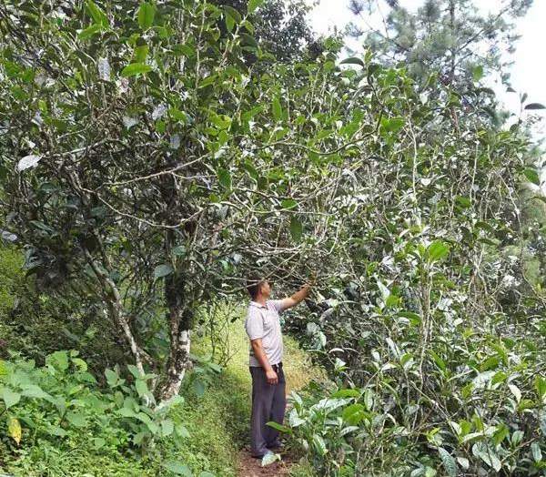 2021壩糯古樹秋茶藤條茶！不是樹種，而是這樣形成的！