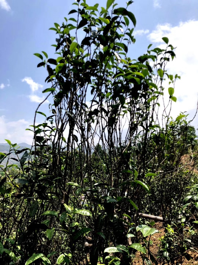 2021年壩糯古樹(shù)秋茶品鑒！