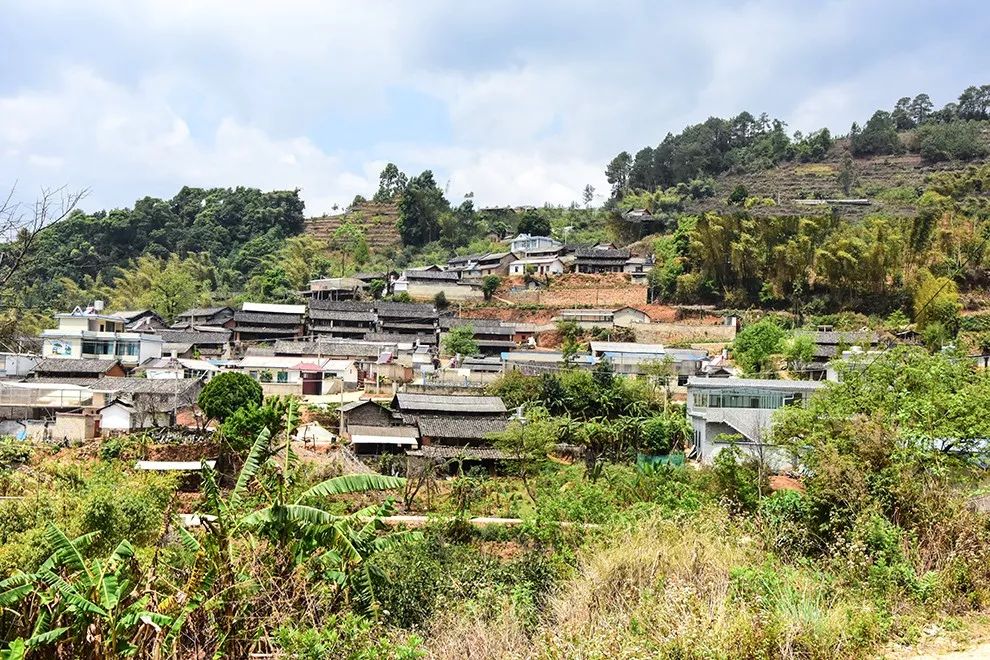 2021年正氣塘古樹秋茶特點(diǎn)是什么？