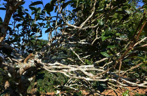 2021年正氣塘古樹秋茶花蜜香氣盈盈，冰糖甜韻深邃！