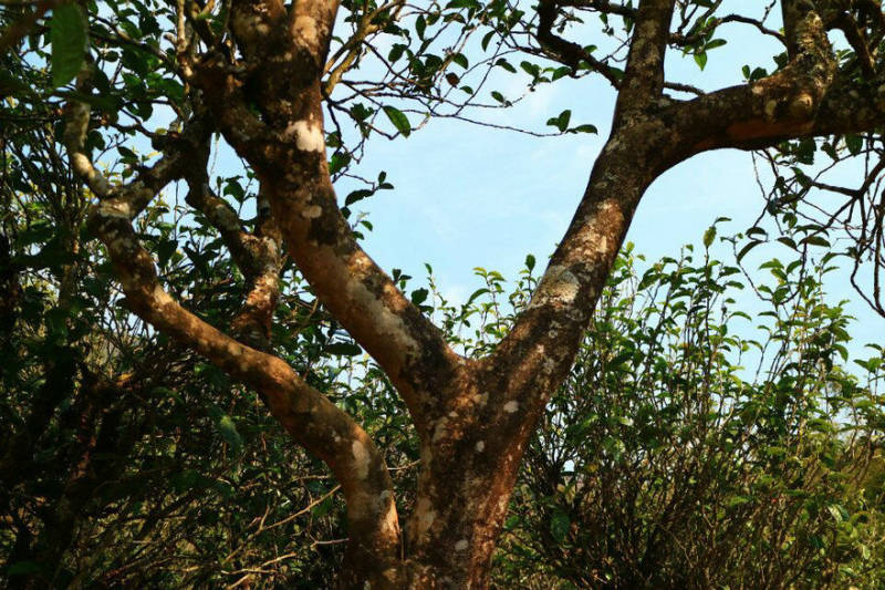 2021年冰島南迫古樹秋茶口感？