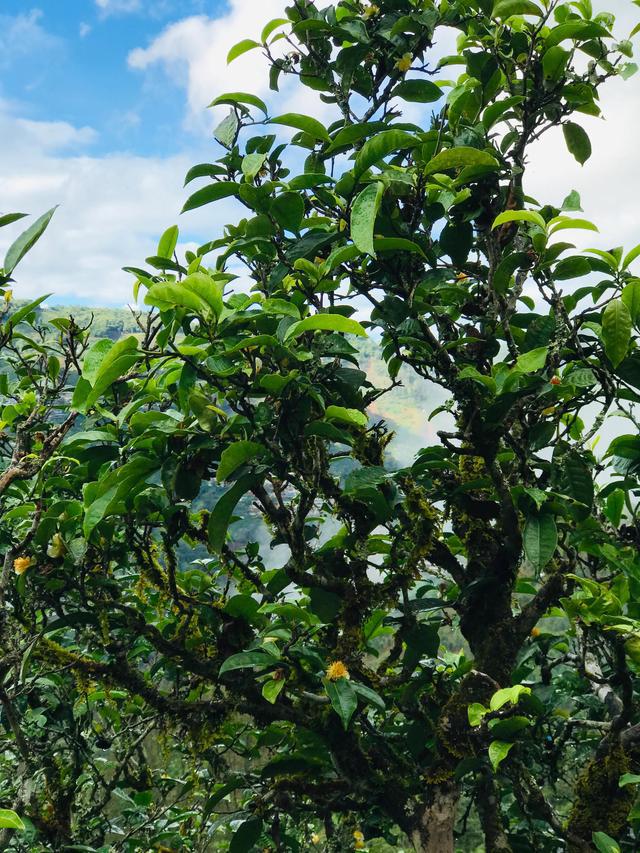 2021年冰島南迫古樹秋茶茶園詳解！