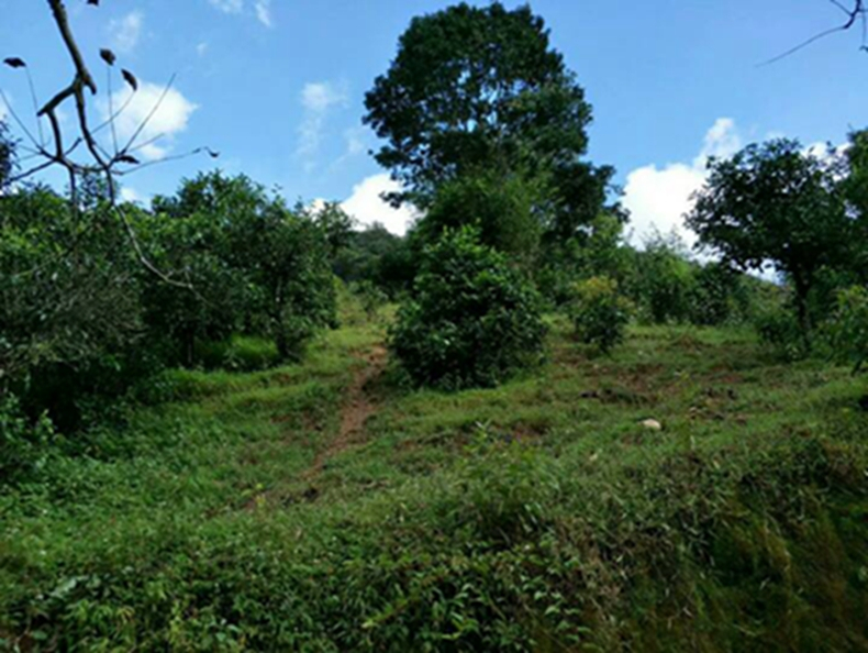 2021年冰島南迫古樹秋茶特點(diǎn)？