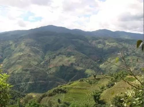 2021年冰島南迫古樹秋茶價(jià)格是多少？