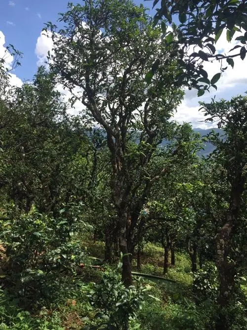 2021年冰島地界古樹秋茶特點(diǎn)？