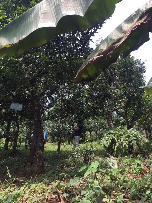 2021年冰島地界古樹(shù)秋茶特征詳解！