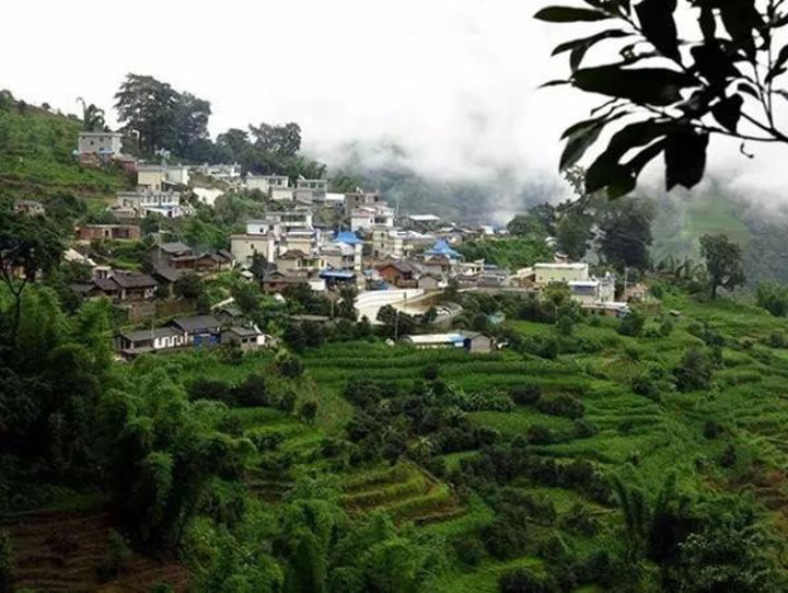 2021年冰島壩歪古樹秋茶口感？