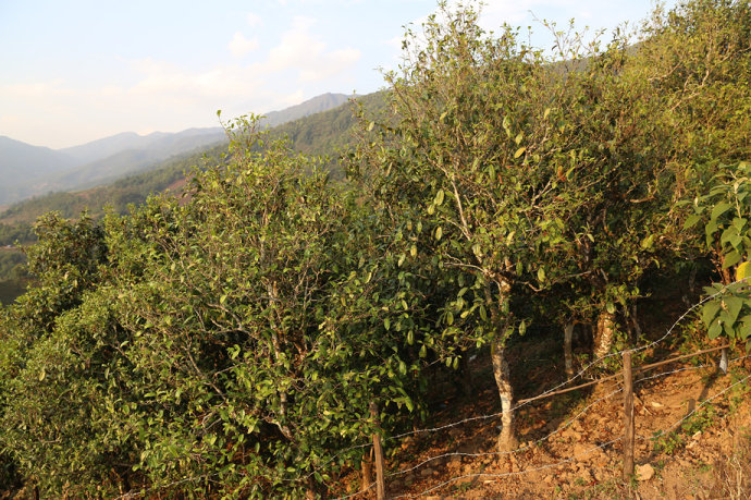 2021冰島壩歪古樹秋茶口感最接近冰島老寨！