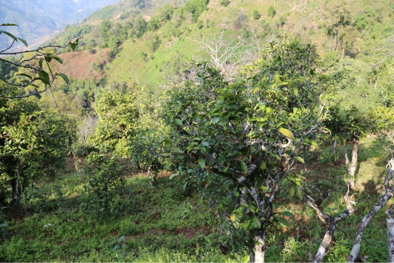 2021年冰島壩歪古樹秋茶，飲盡蘭花香，舒心又暢懷