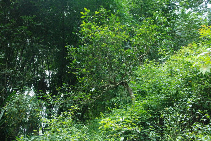 2021年冰島糯伍古樹秋茶| 甜出新高度，融在心底間~