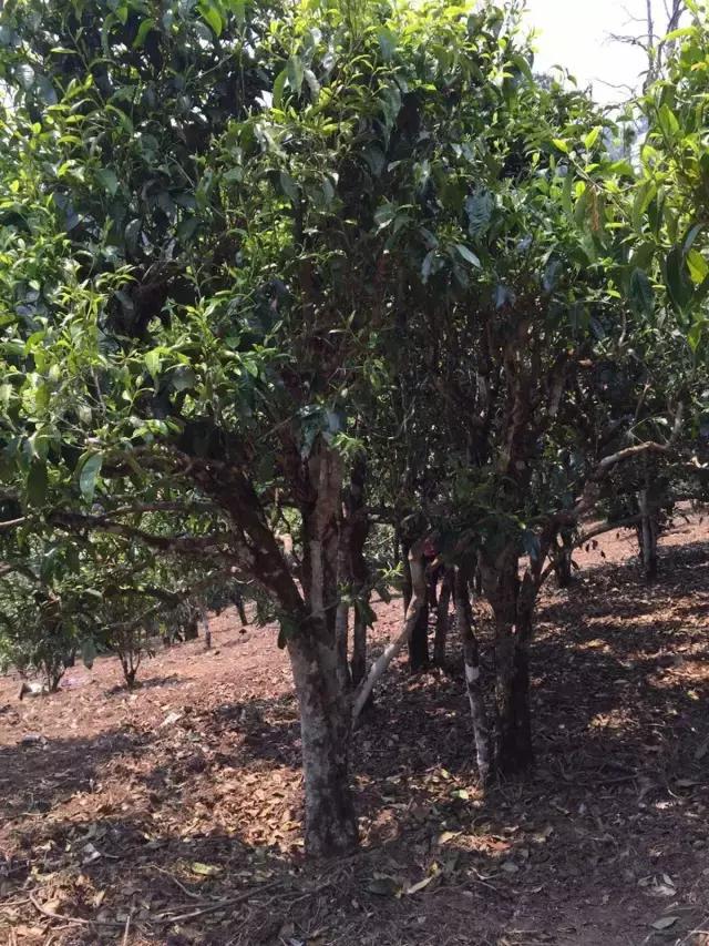 2021年冰島糯伍古樹(shù)秋茶特點(diǎn)？