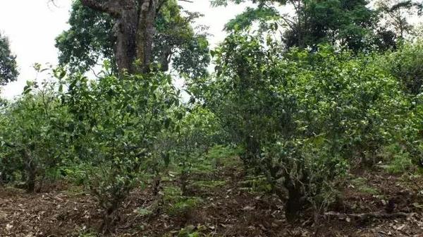 2021年冰島糯伍古樹秋茶多少錢一公斤？