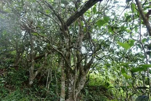 2021年昔歸古樹(shù)秋茶特點(diǎn)是什么？