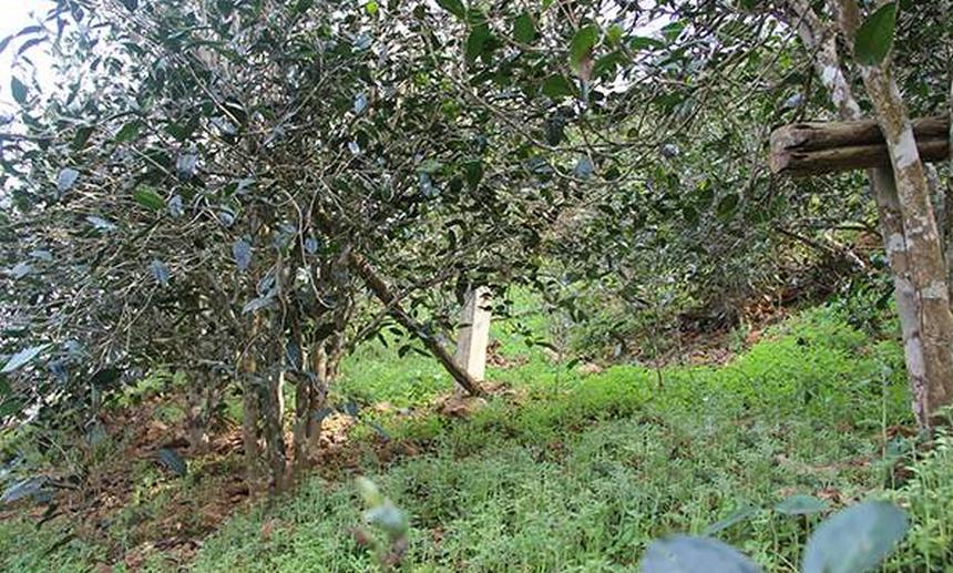 2021年昔歸古樹(shù)秋茶口感是什么？