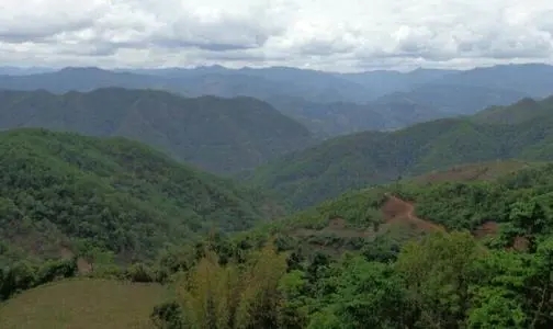 2021那罕古樹(shù)秋茶特點(diǎn)？