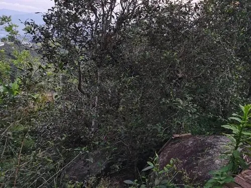 2021年那罕古樹秋茶價格是多少？