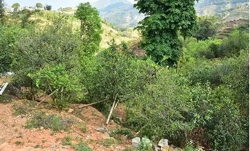 2021那罕古樹秋茶為何被稱為小昔歸？