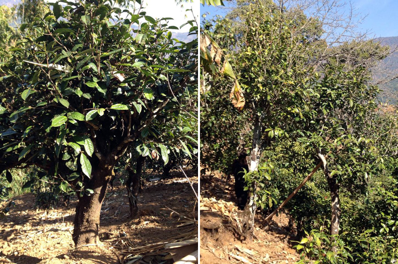 2021年忙肺古樹秋茶特點是什么？