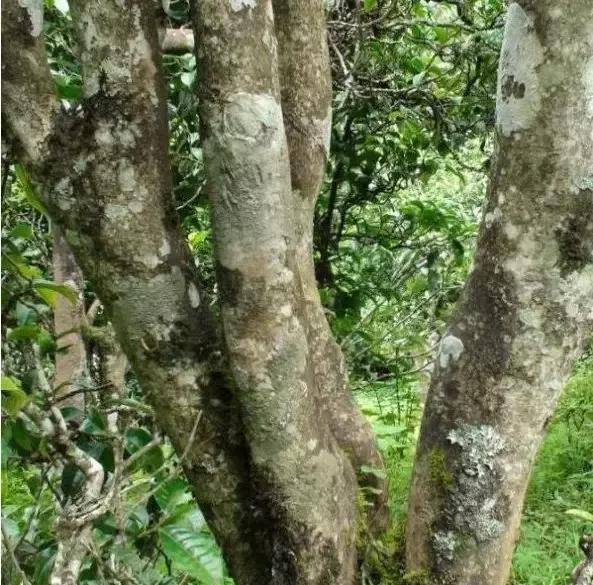 2021年忙肺古樹秋茶多少一公斤?