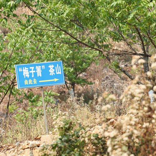 2021年梅子箐古樹秋茶口感！