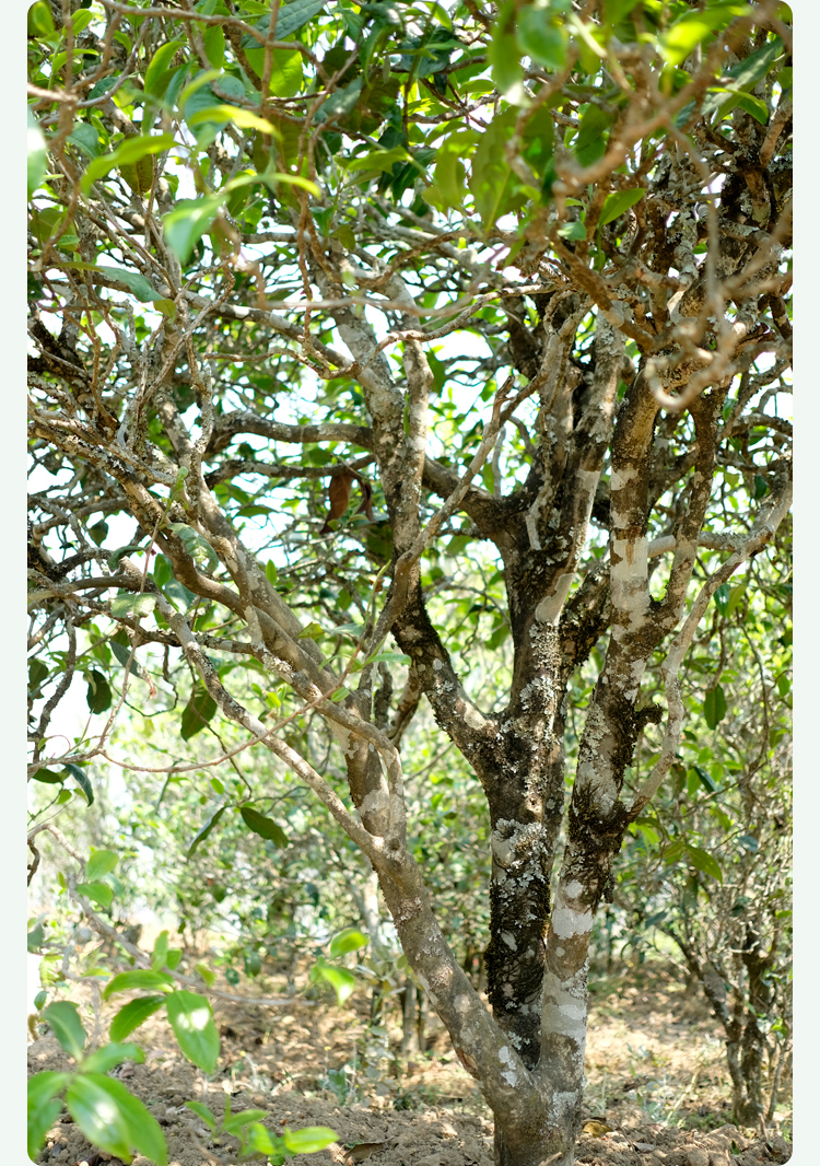 2021梅子箐古樹(shù)秋茶甜如冰島、香似昔歸:人間三月,怎么少得了梅子箐?