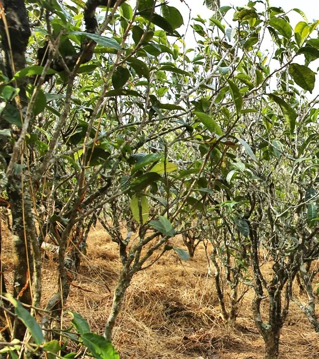 2021年巖子頭古樹秋茶口感是什么？