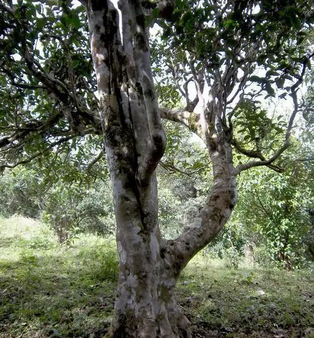 2021年巖子頭古樹秋茶，亂石出好茶！