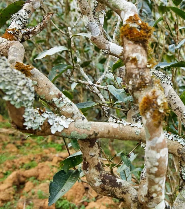 2021年巖子頭古樹(shù)秋茶多少錢(qián)一公斤？