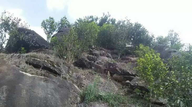 2021年巖子頭古樹(shù)秋茶內(nèi)含物質(zhì)可以和昔歸古樹(shù)毛茶相娉美·！