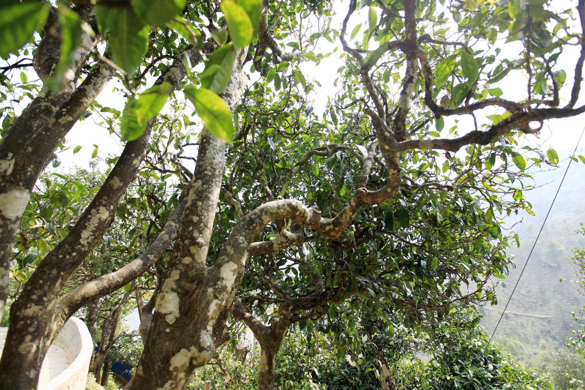 2021年馬鞍山古樹(shù)秋茶價(jià)值如何？