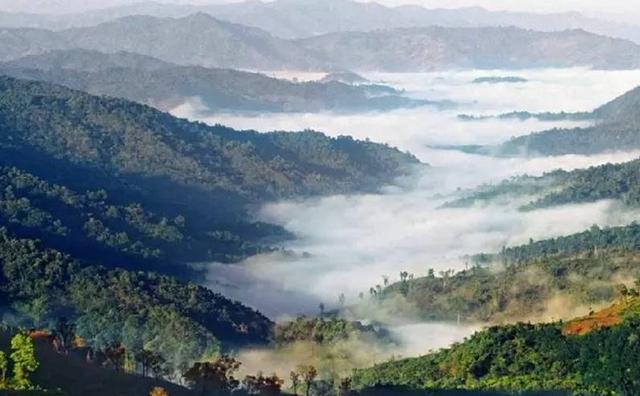 2021白鶯山古樹(shù)秋茶特點(diǎn)？