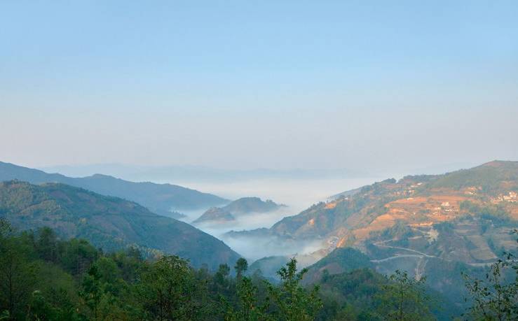 2021年白鶯山古樹(shù)秋茶白鶯聚居之地，普洱茶樹(shù)的天堂