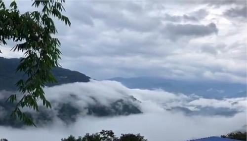 2021年白鶯山古樹秋茶多少錢一公斤？