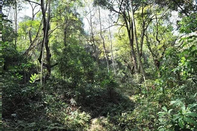 2021年老班章古樹(shù)秋茶特點(diǎn)？