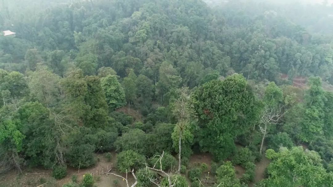 2021年新班章古樹(shù)秋茶口感是什么？