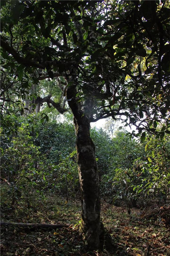 2021年老曼峨古樹秋茶口感是什么？