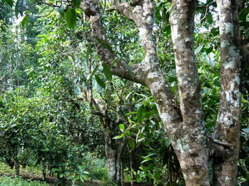 2021老曼峨古樹秋茶多少錢一公斤？