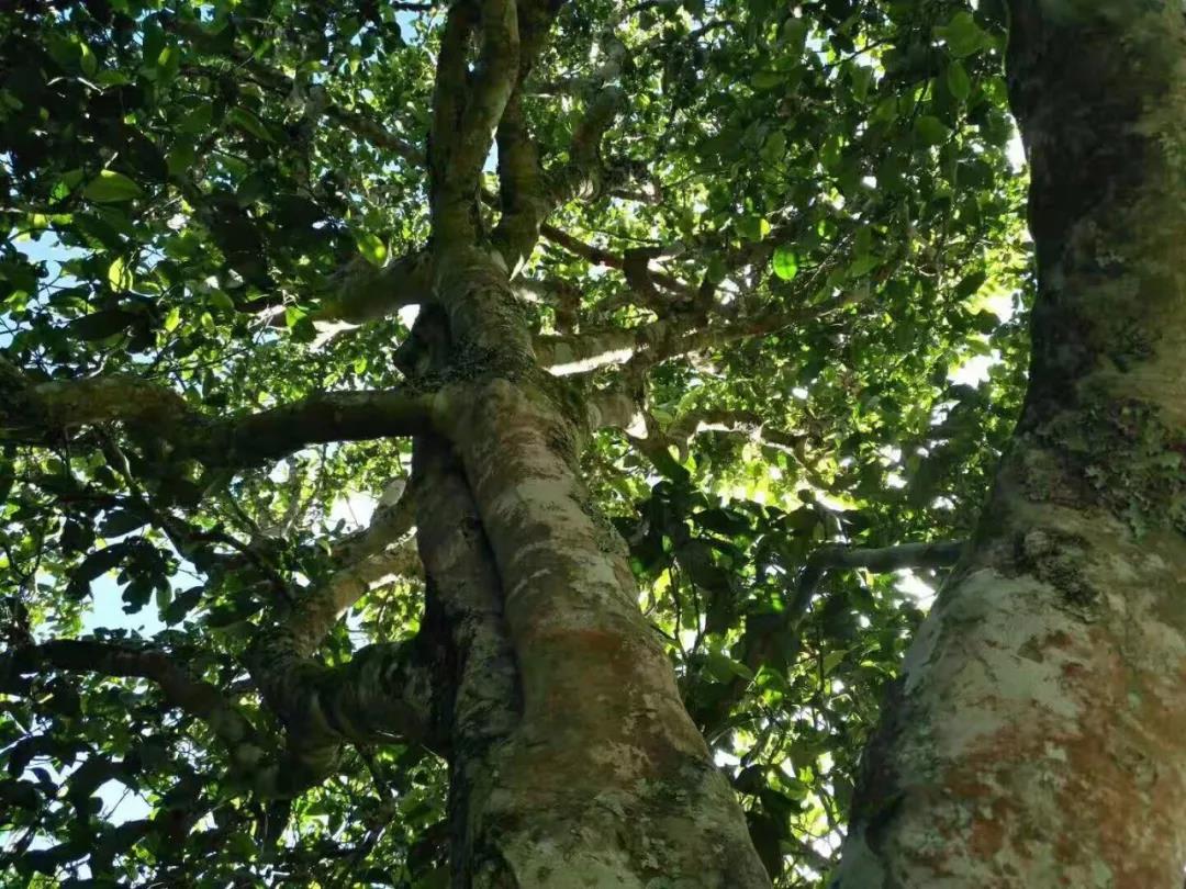 2021年班章茶區(qū)壩卡囡古樹秋茶特點？