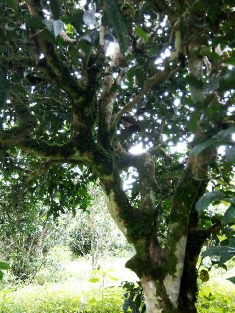 2021年班章茶區(qū)壩卡囡古樹秋茶多少錢一公斤?