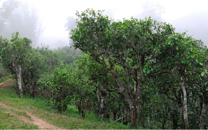 2021年班章茶區(qū)壩卡囡秋茶布朗茶系中的甜茶類！