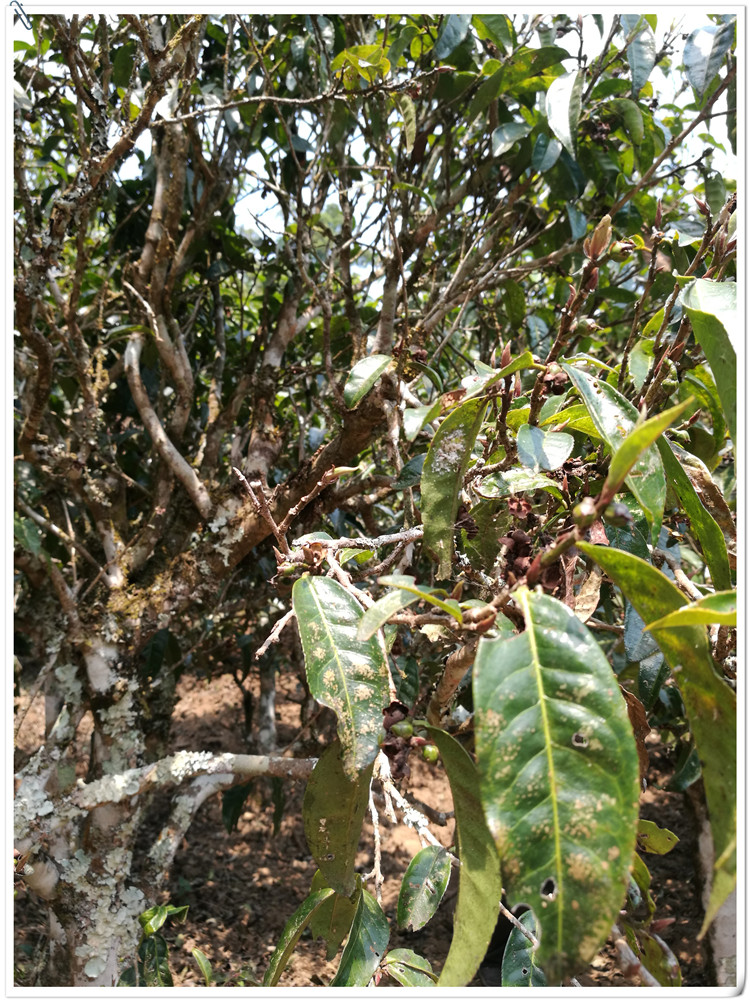 2021年布朗山班盆古樹秋茶多少錢一公斤？