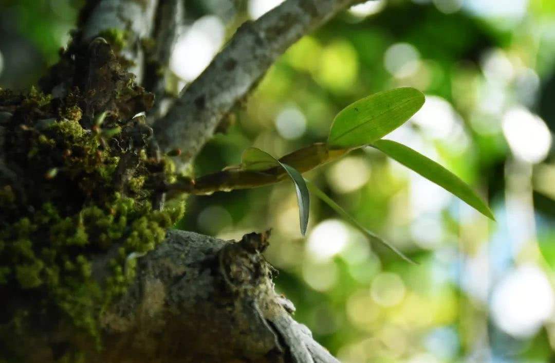 2021年賀開(kāi)古樹(shù)秋茶多少錢(qián)一公斤？