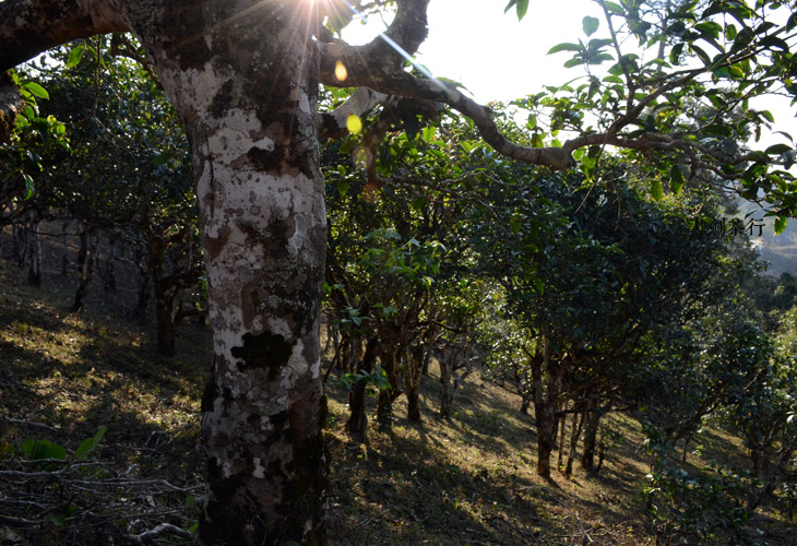 2021年班盆古樹秋茶特點？