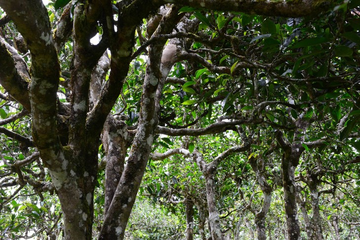 2021年老班章“鄰居”，班盆古樹(shù)秋茶茶來(lái)了！
