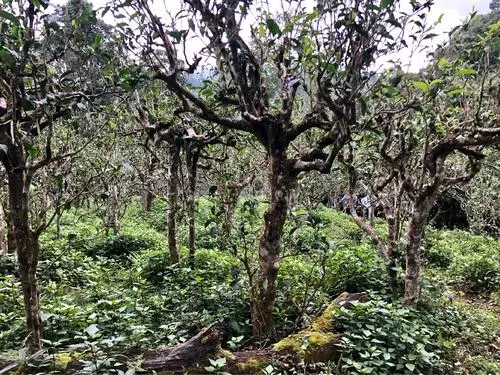 2021年班盆古樹秋茶多少錢一公斤？