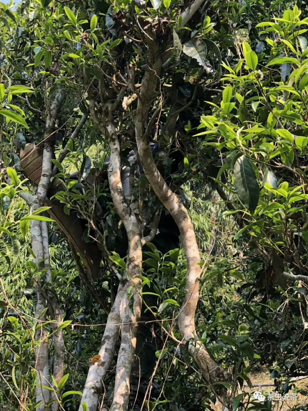 2021年廣別老寨古樹秋茶價格？