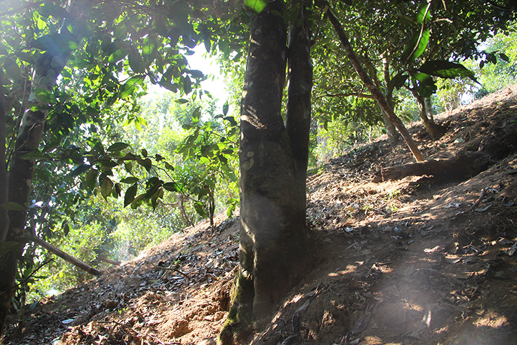 2021年廣別老寨古樹秋茶為何被稱為妖茶？